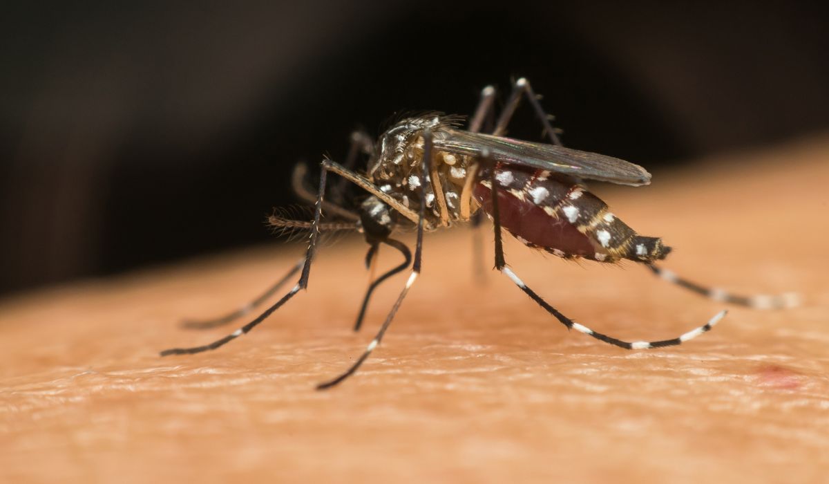 ¡Alerta! Virus de Chikungunya rondando en RD - Color Visión