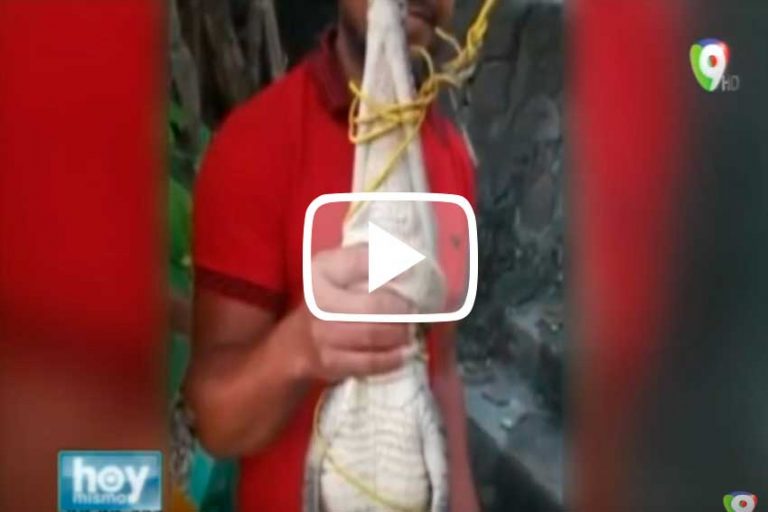 Se entrega «Coki» el cocodrilo de Sabana Perdida, su captor dice que no fue difícil agarrarlo