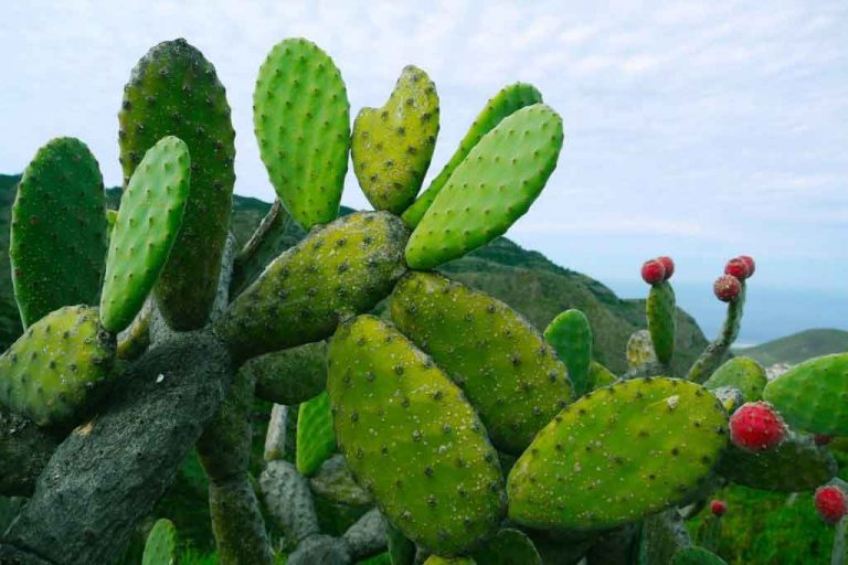 Científica mexicana busca combatir los residuos de plástico del planeta con nopal