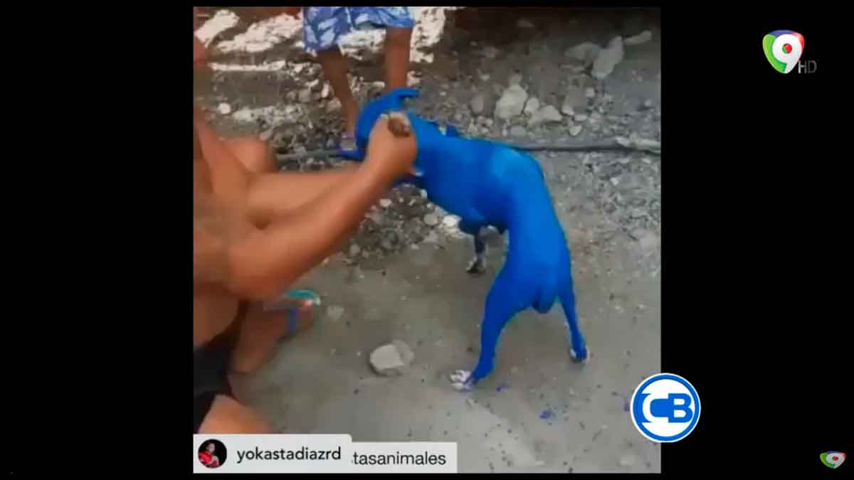 Limpiar al perro