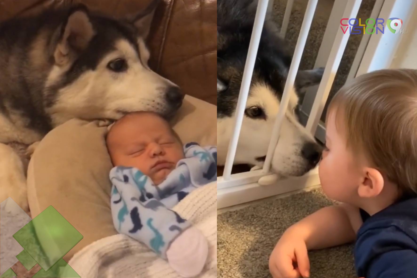 Un niño y su perro