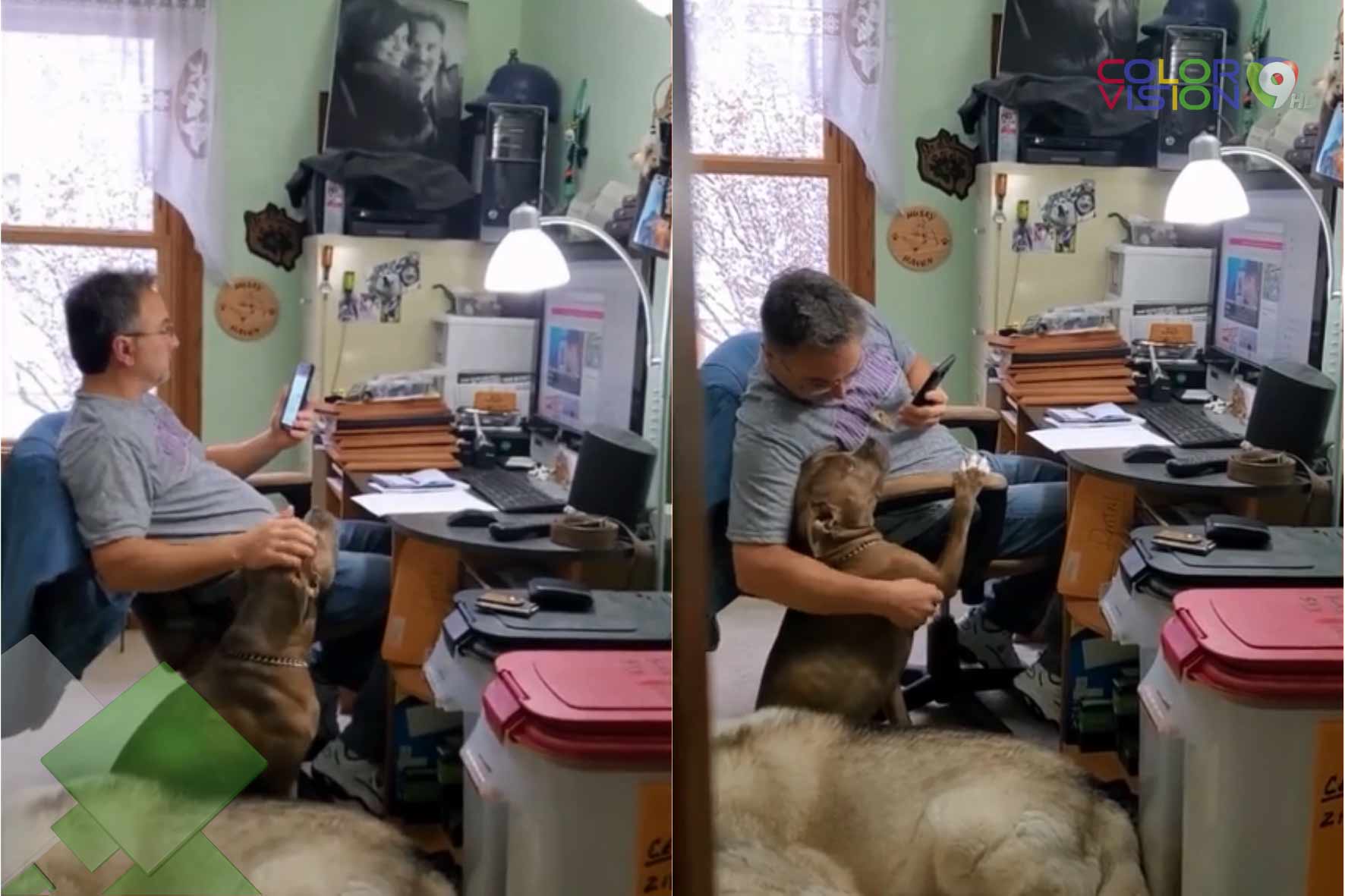 Una perra y su dueño protagonizan un vídeo muy cautivador