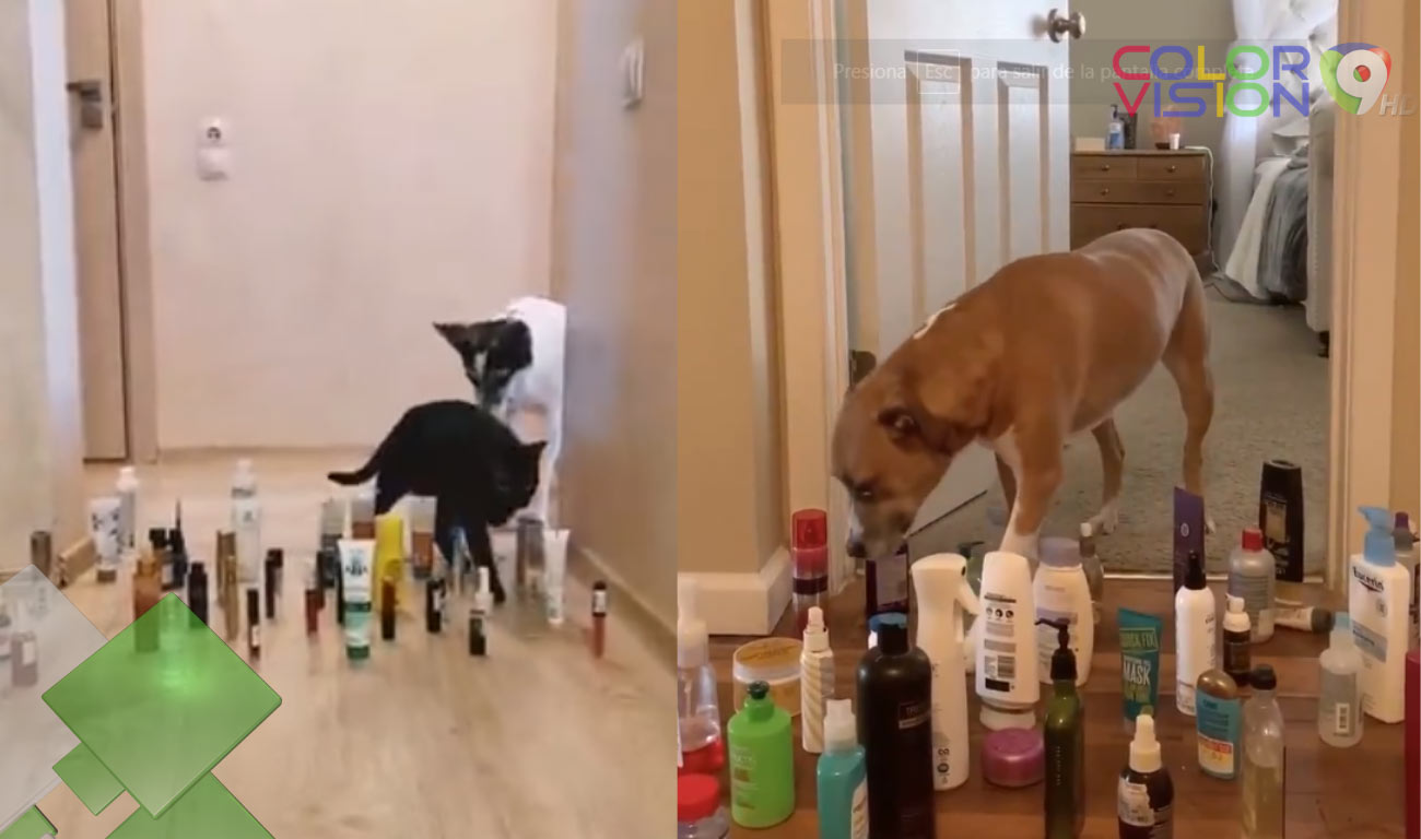 cat vs dog challenge