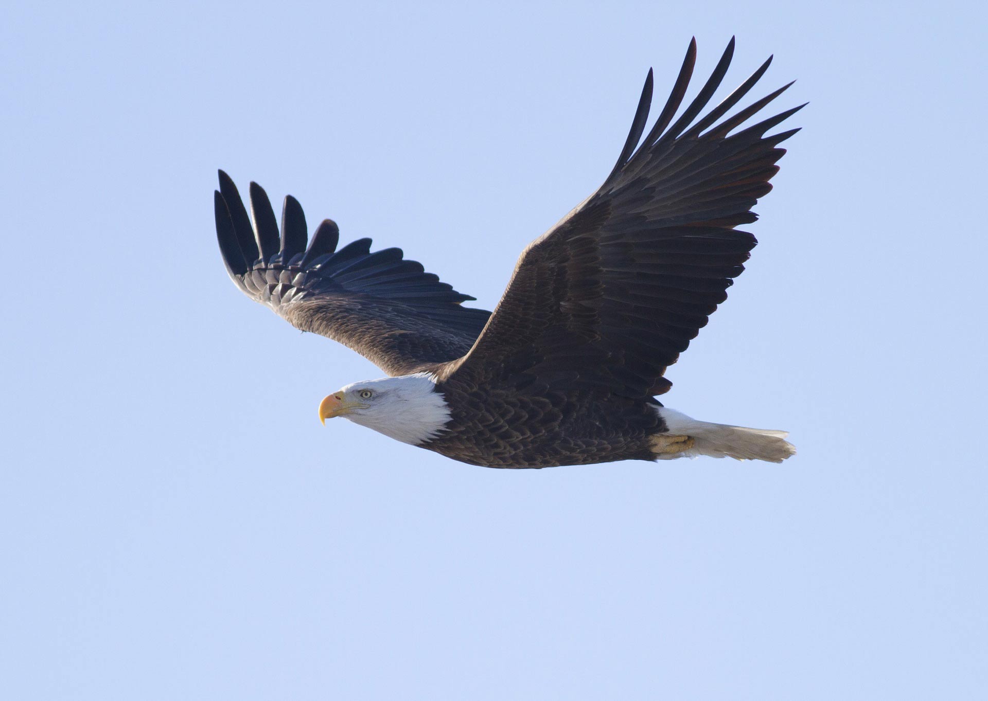 Aguila animal majestuoso