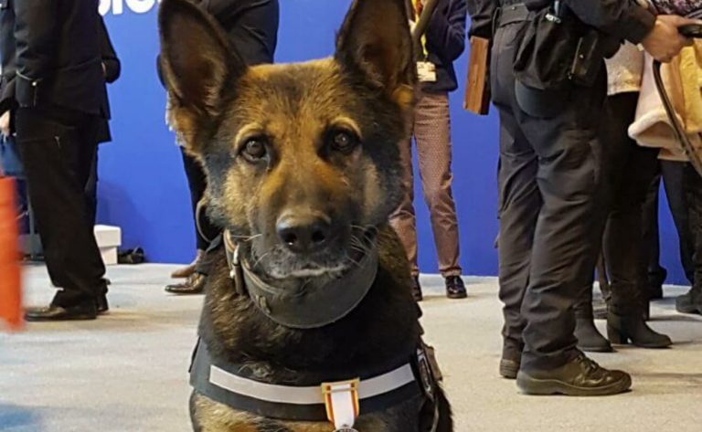 Conmovedor homenaje de despedida a perra policía se hace viral en redes