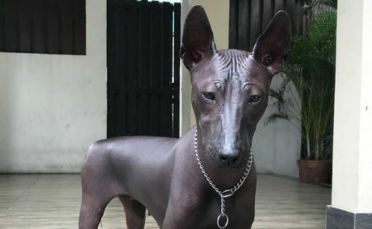 ¿Perro o estatua? El reto visual canino que confunde a todos en redes