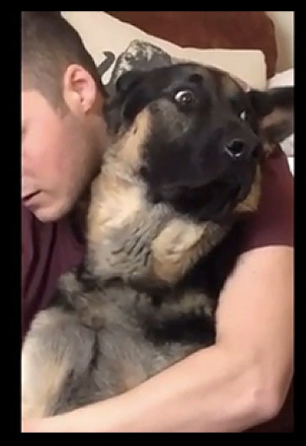 reacción de perro