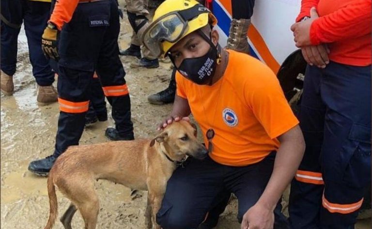 Conmovedor: Defensa Civil dominicana rescata perrita en inundaciones por tormenta Laura