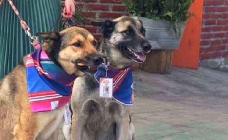 Perros callejeros»trabajan»en restaurante para ganarse la croqueta de cada día
