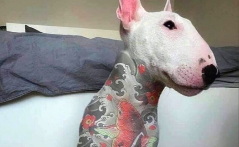 Tatuar mascotas una moda que genera polémica viral en redes sociales