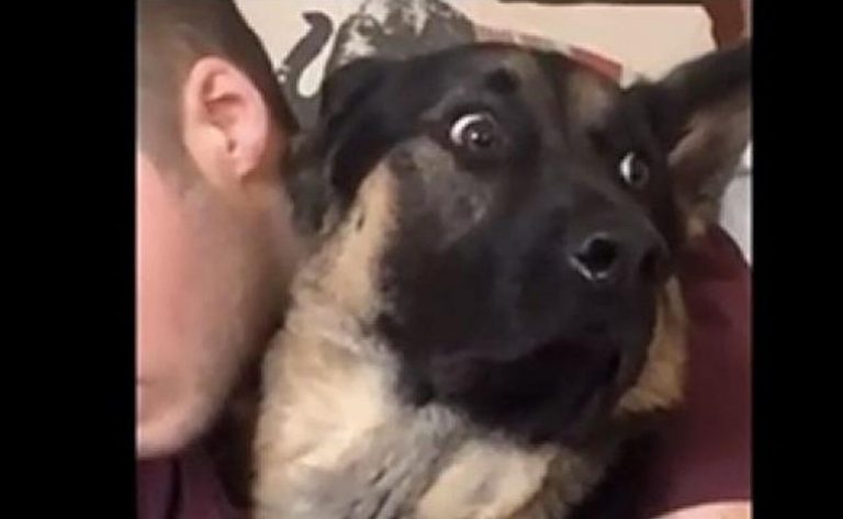 Divertida reacción de un perro al ver cómo le cortan las uñas se hace viral