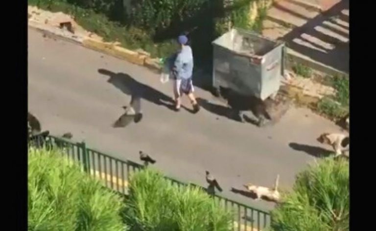 Conoce la historia viral de una mujer «encantadora de animales»