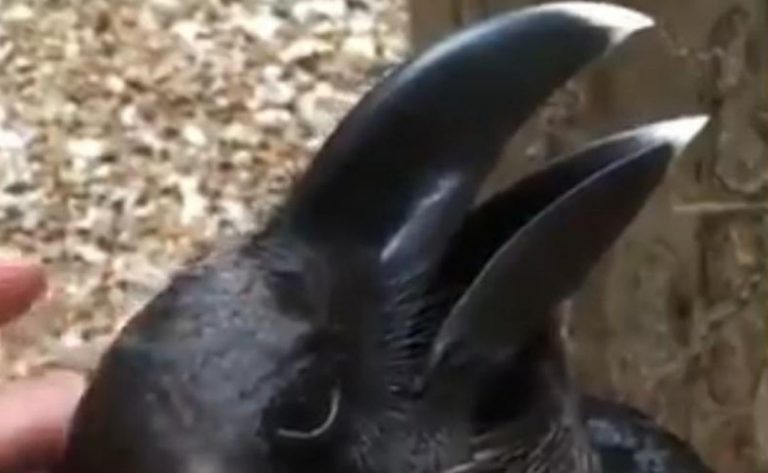 ¿Ves un cuervo o un conejo? El desafío visual que pocos superan