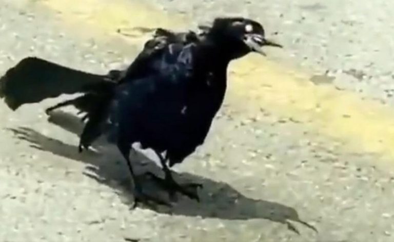 “Pájaro zombie” captado entre automóviles aterrorizó en redes sociales