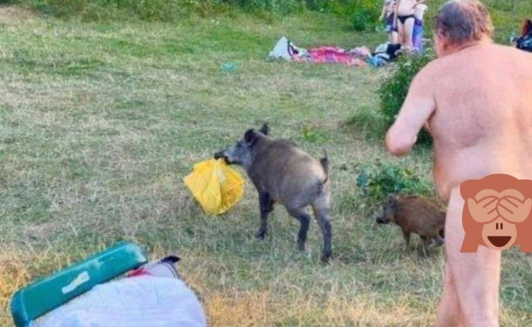 ¡Insólito! Jabalí es perseguido por hombre desnudo y la escena se hace viral