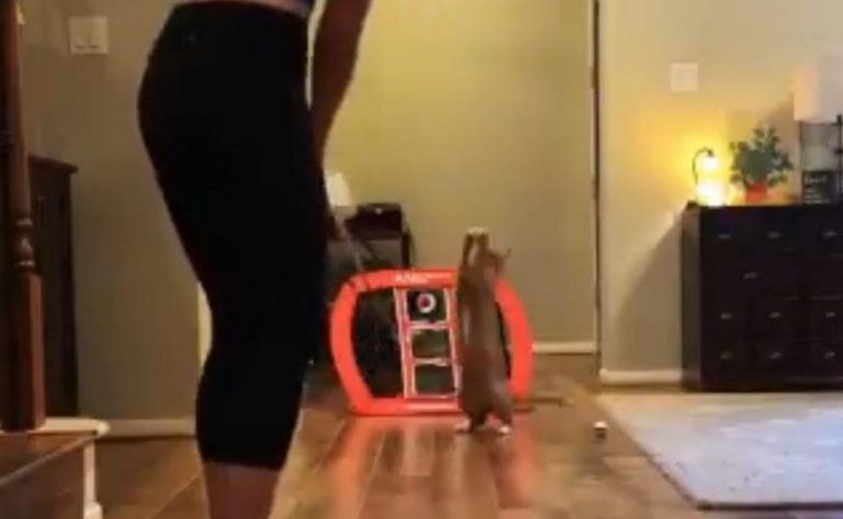 «Gato portero» sorprende en Internet por su agilidad para atrapar pelotas