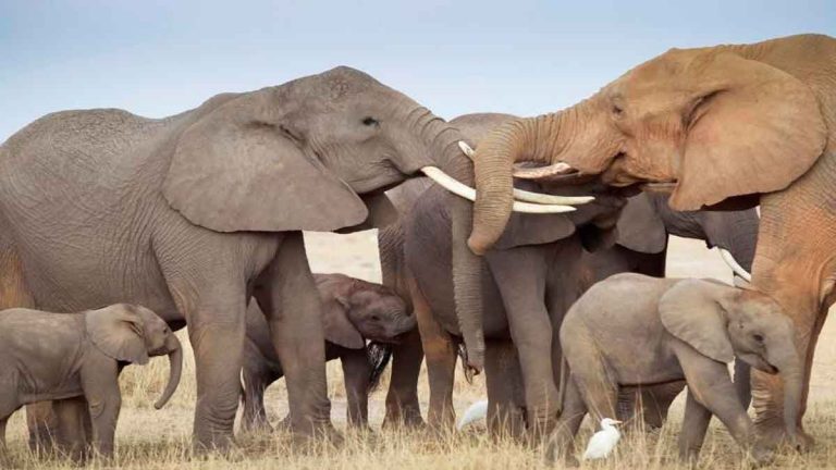 Mueren envenenados 12 elefantes en un parque de Zimbabue