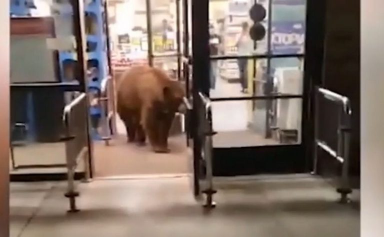 Oso gigante entra en supermercado en EEUU y se lleva bolsa de snacks