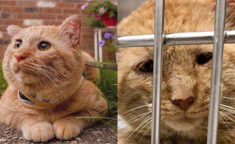 El asombroso cambio de Bruce Willis, el gato triste que conmueve al mundo