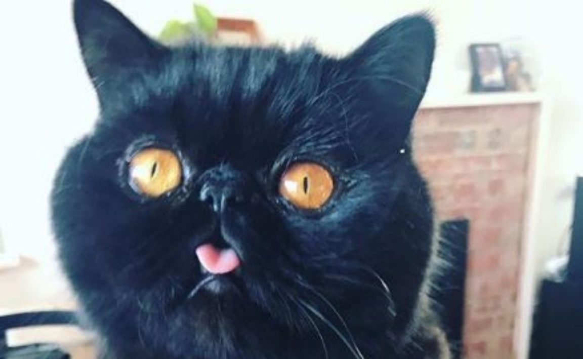 Adorable Gato De Raros Ojos Naranja Causa Furor En Redes Sociales adorable-gato-de-raros-ojos-naranja-causa-furor-en-redes-sociales
