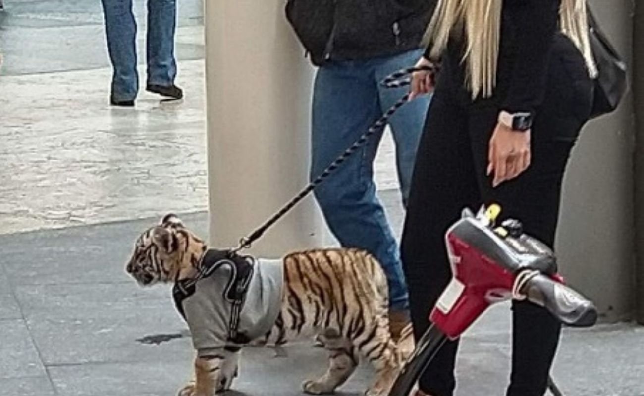 Tigre mascota