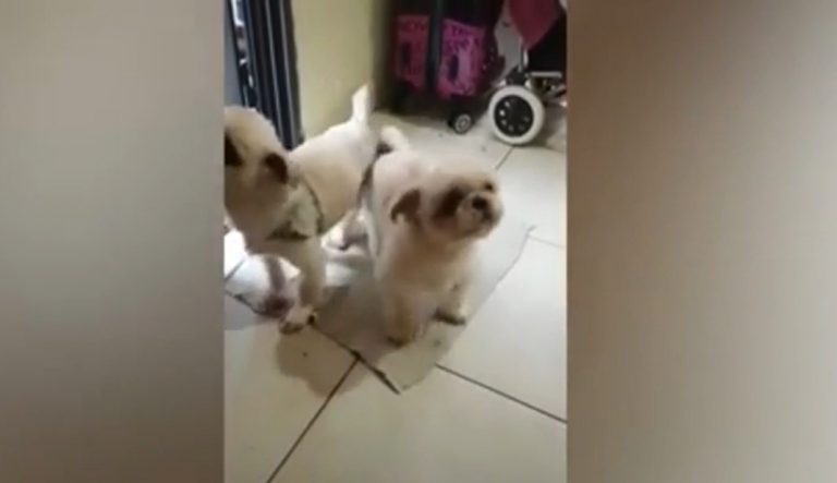 Perritos son virales por cumplir protocolo de higiene antes de entrar a casa
