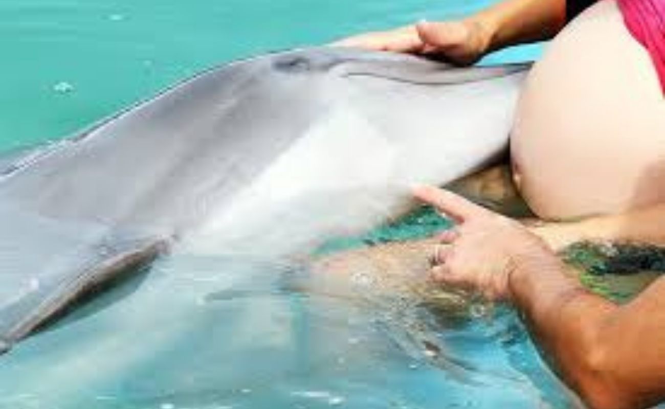 Delfines y embarazadas