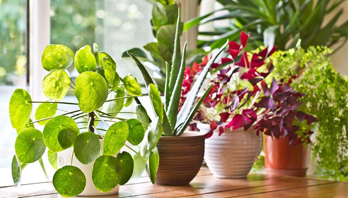 consejos para cuidar tus plantas