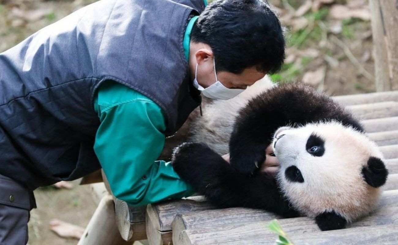 Bebé panda