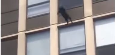 Gato salta desde edificio