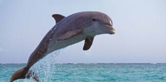 delfines saltando