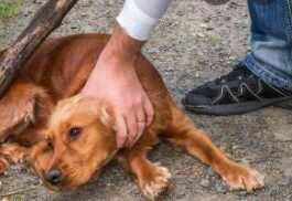 Hombre abusa sexualmente de su perro