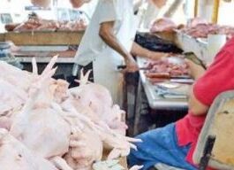 Productores avícolas garantizan carne de pollo