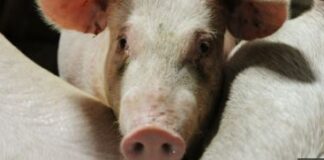 consumo de cerdos - peste porcina