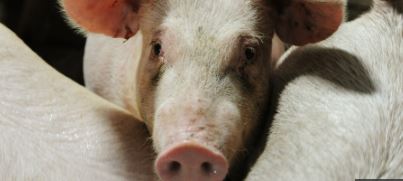 consumo de cerdos - peste porcina