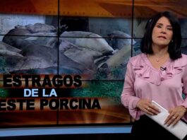 Estragos de la Peste Porcina | El Informe con Alicia Ortega