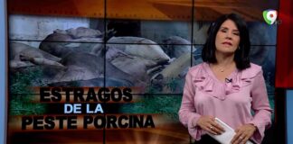 Estragos de la Peste Porcina | El Informe con Alicia Ortega