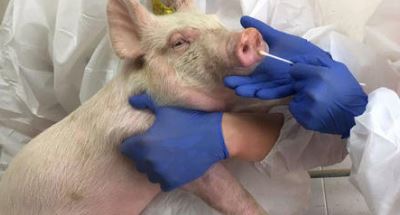 equipos para detectar la gripe porcina africana