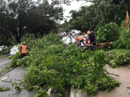 La caída de árboles por tormenta fred afecta la electricidad