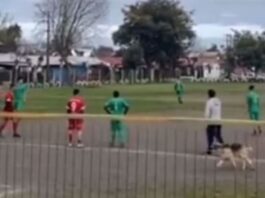 Perro viral en partido de fútbol