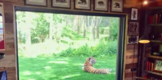 Hotel lujoso con tigres
