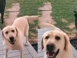 Perro se vuelve viral por llevar vaca a su casa