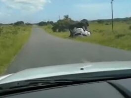 Elefante vuelca carro