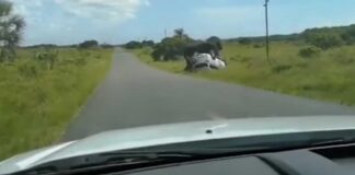 Elefante vuelca carro