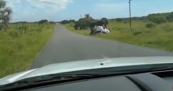Elefante vuelca carro