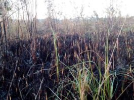 Incendio forestal en Las Terrenas está controlado