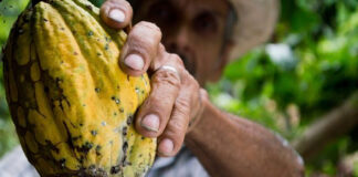 Ministerio de Agricultura llevo acabo un Día de Campo con productores de cacao en Puerto Plata