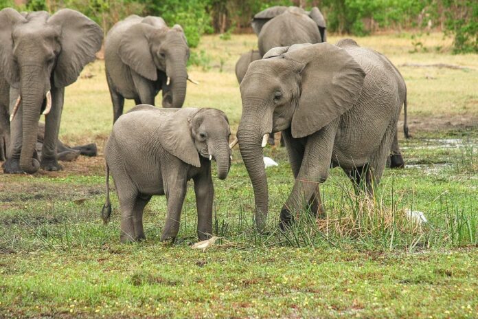 ¿Cuánto sabes de los elefantes?