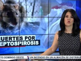 13 muertes por leptospirosis en el país