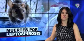 13 muertes por leptospirosis en el país